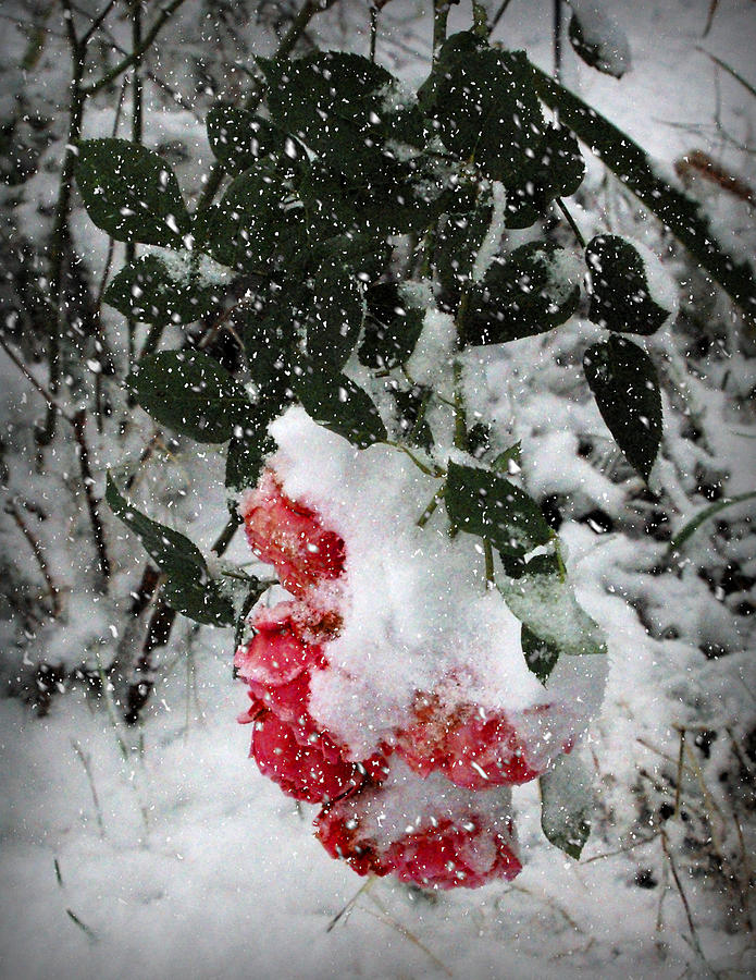 Red Roses In Snow Photograph