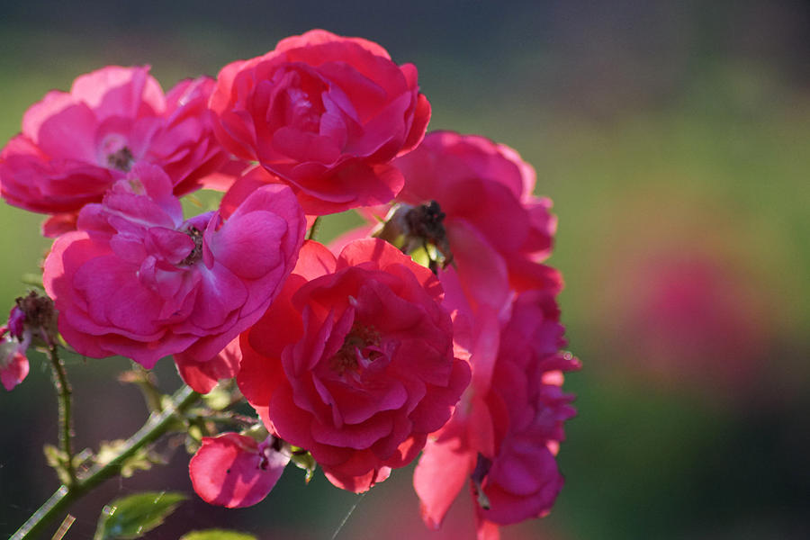 Red roses in summer Photograph by Jolly Van der Velden