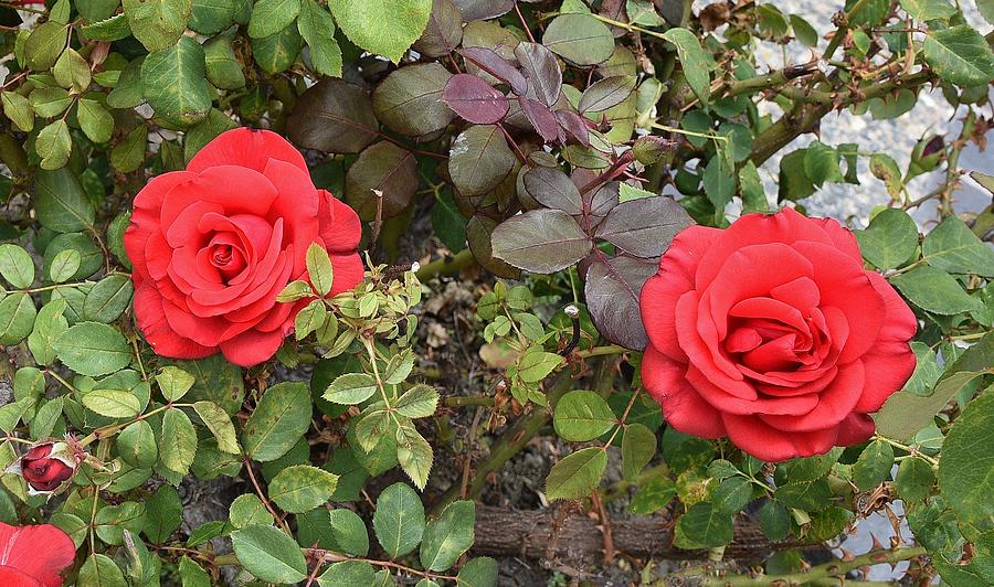 Red Roses Photograph by Linda Brody