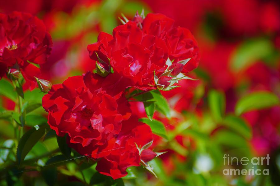 Red Roses Photograph by Merle Grenz