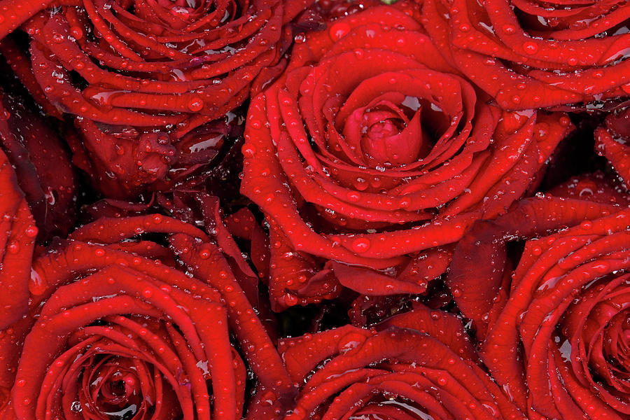Red Roses Rain - 365-364 Photograph by Inge Riis McDonald