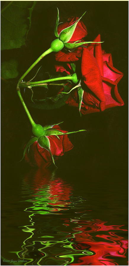 Red Roses Reflected Again Photograph by Joyce Dickens