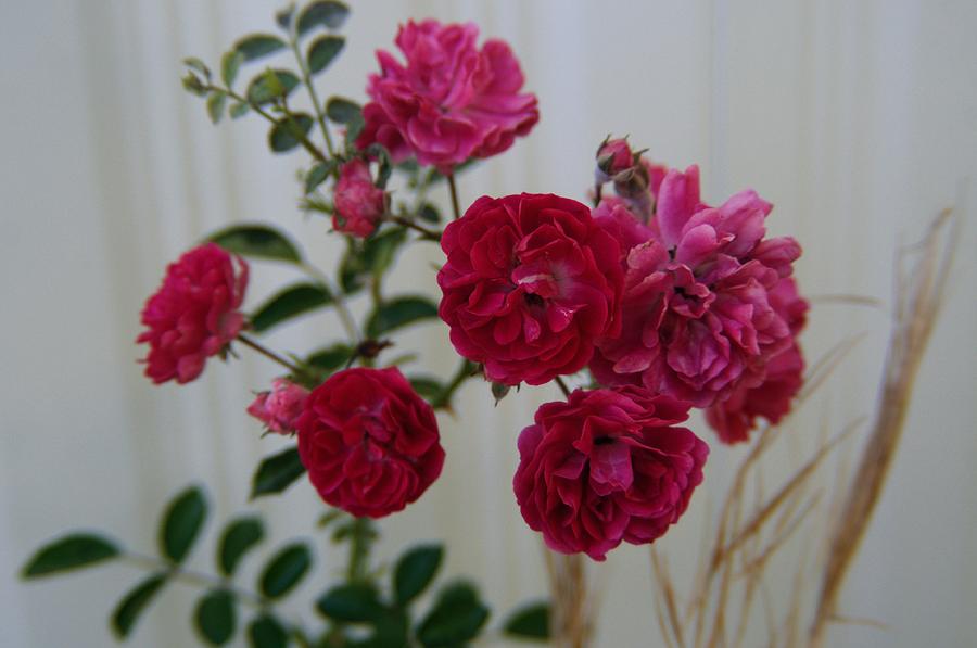 Red Roses Photograph