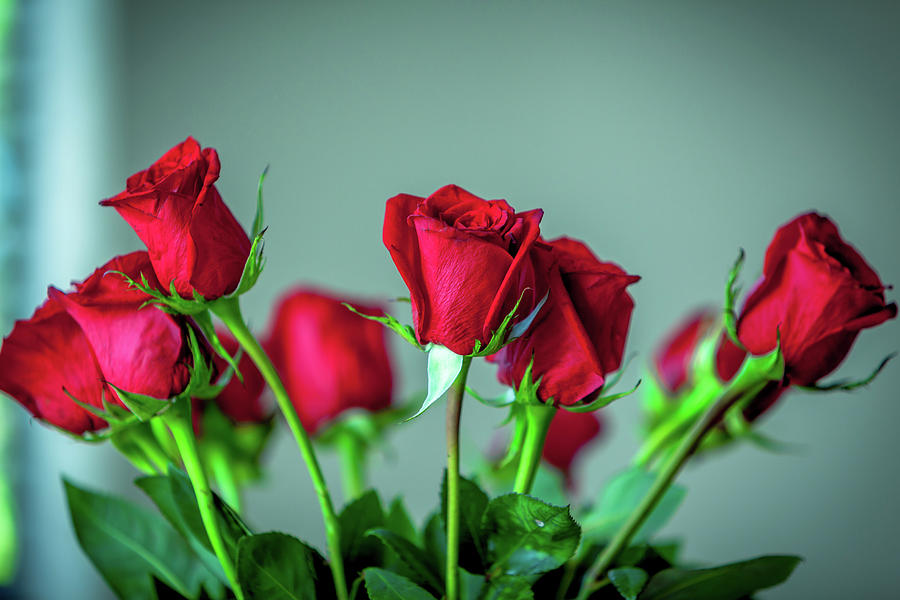 Red Roses Photograph by Sid Karic - Fine Art America
