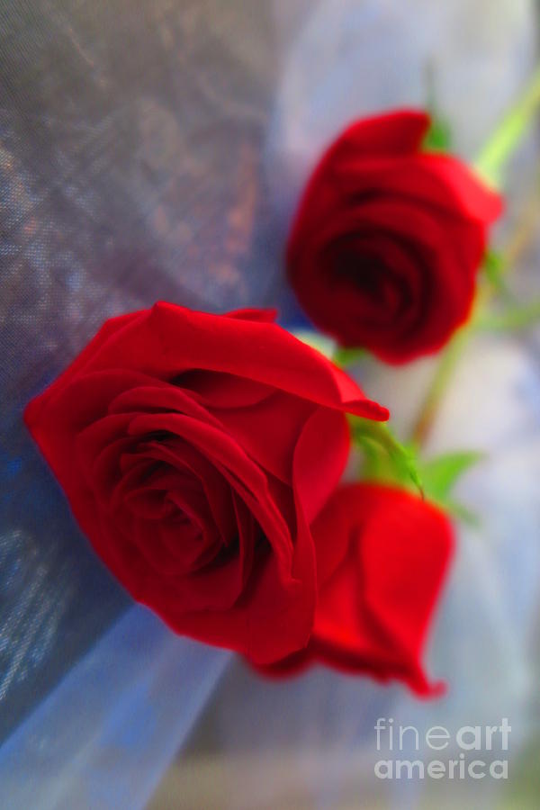 Red Roses Photograph by Tara Shalton