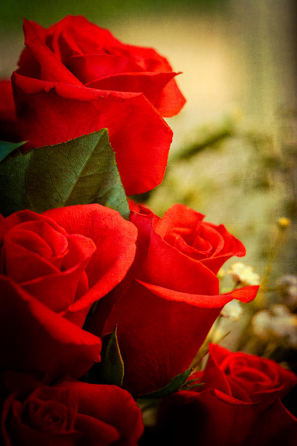 Red Roses with Textured Overlay Photograph by Joni Eskridge