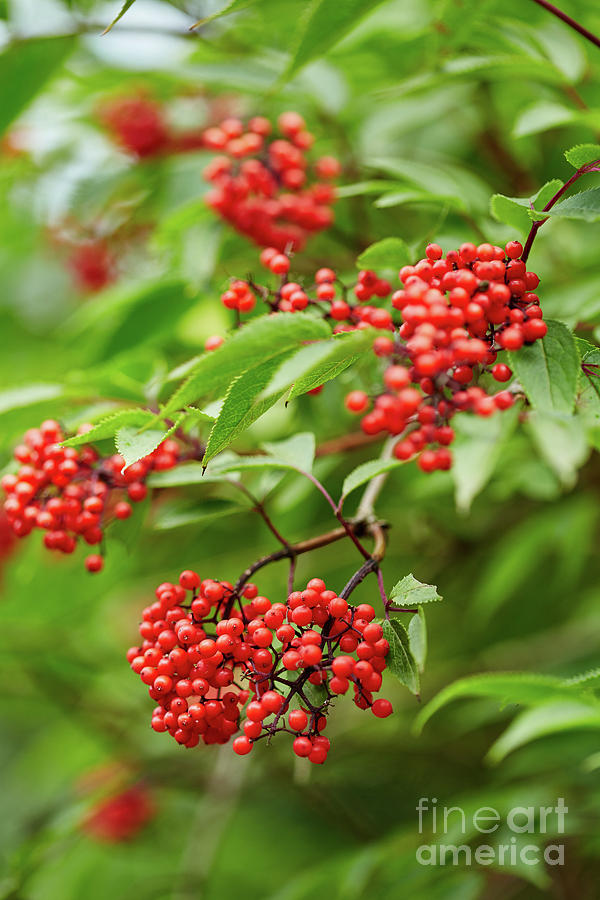 Red Rowan tree berries on branches Photograph by Ragnar Lothbrok