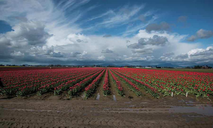 Red Rows and Darkening Skies Photograph by Tom Cochran