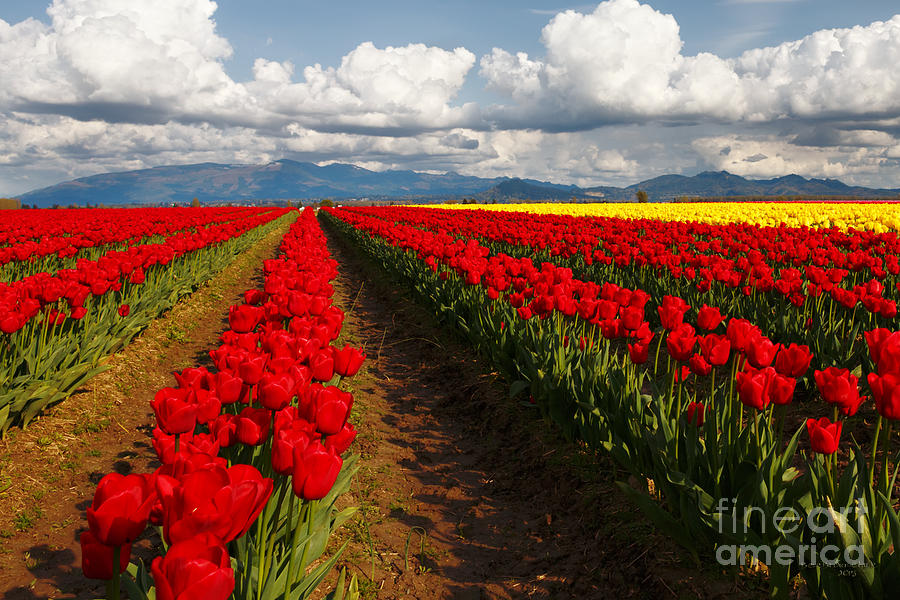Red Rows Photograph by Beve Brown-Clark Photography