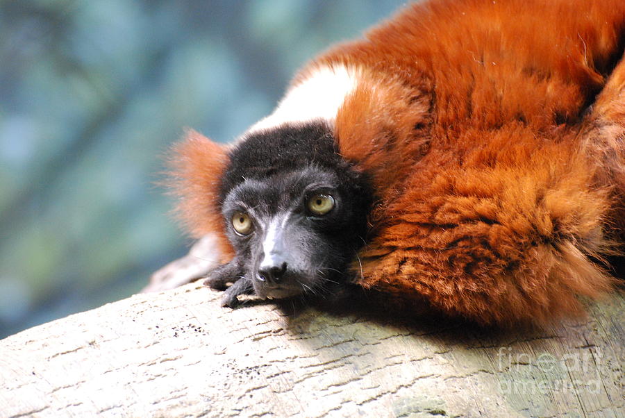 Red Ruffed Lemur Photograph - Red Ruffed Lemur by DejaVu Designs