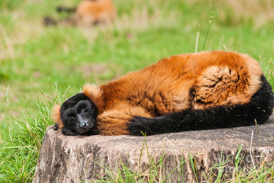 Red Ruffed Lemur Photograph by Steve Purnell