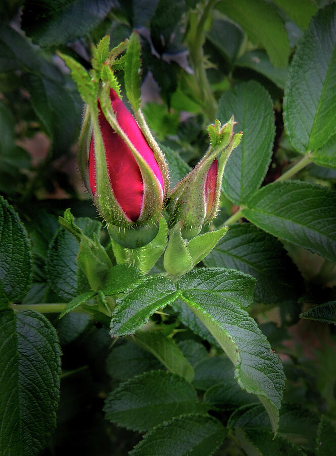 Red Rugosia Bud Photograph by Nancy Griswold