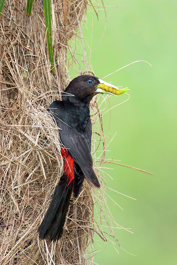 Red-rumped Cacique by Pablo Rodriguez Merkel Red-rumped Cacique by Pablo Rodriguez Merkel