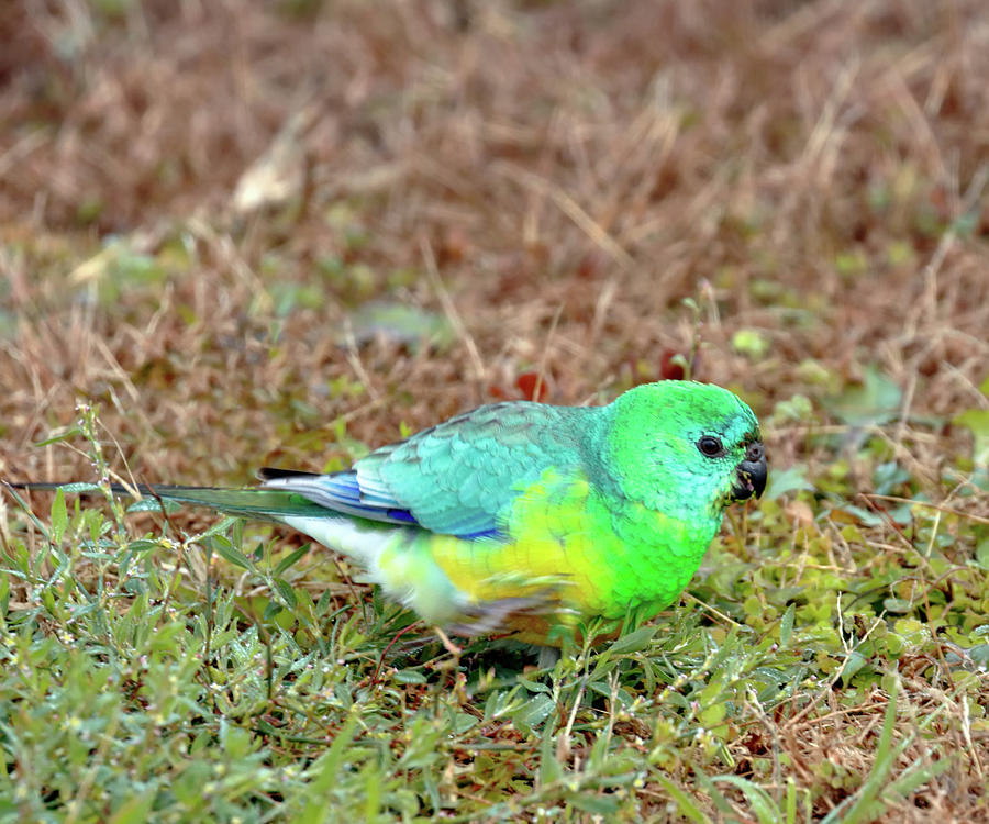 Red Rumped Parrot Photograph by Nicholas Blackwell