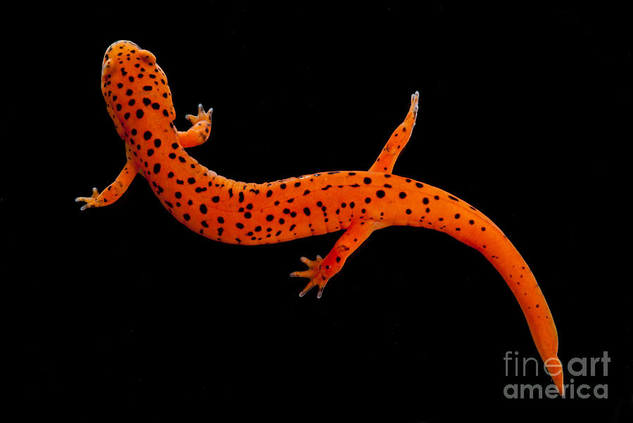 Red Salamander Photograph by Dant Fenolio