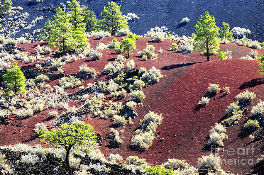 Red Sand at Sunset Crater Photograph by John Rizzuto