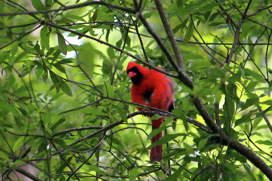 Cardinal Photograph - Red Says I See You by Cynthia Guinn
