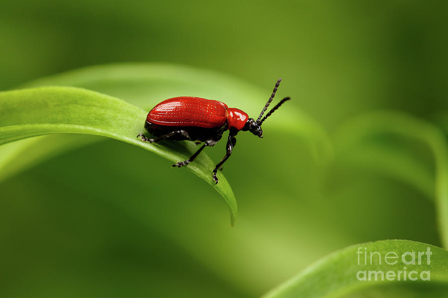 Nature Photograph - Red Scarlet lily Beetle by Sergey Taran