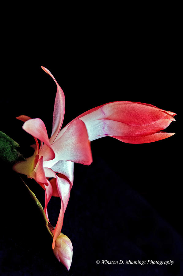 Red Schlumbergera or Christmas Cactus Photograph by Winston D Munnings