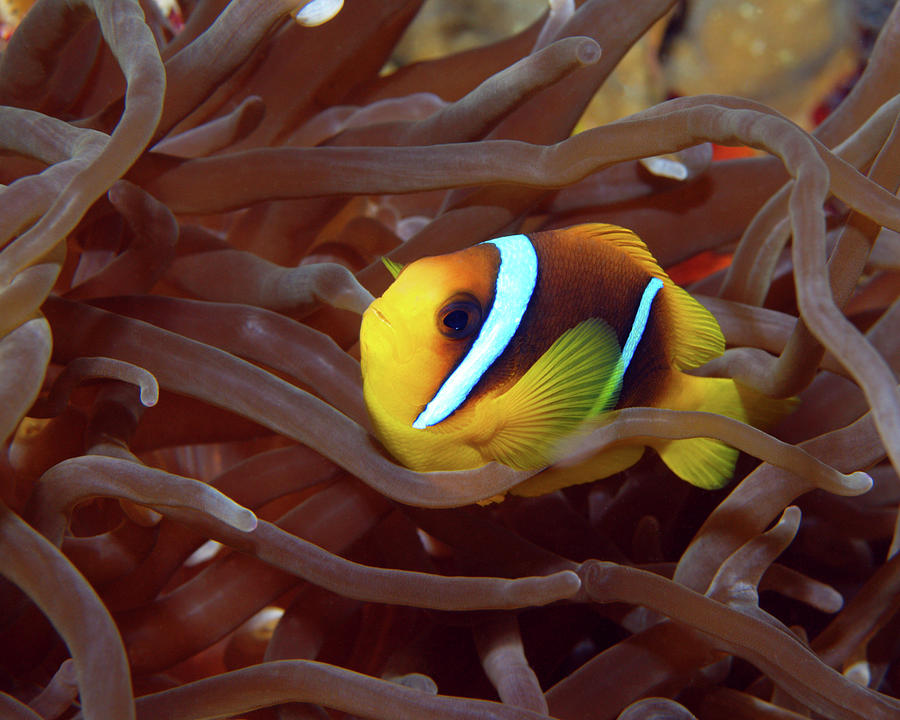 Red Sea Clownfish, Eilat, Israel 1 Photograph by Pauline Walsh Jacobson