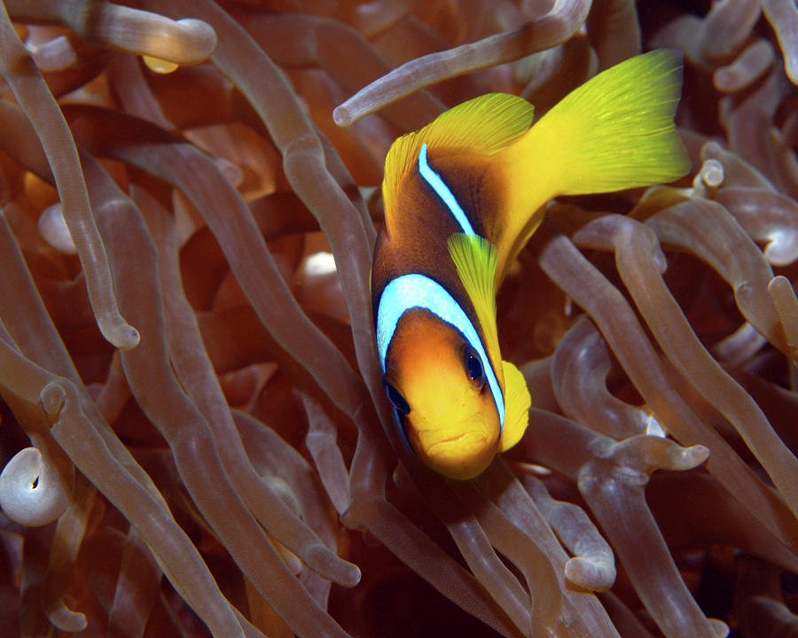 Red Sea Clownfish, Eilat, Israel 2 Photograph by Pauline Walsh Jacobson