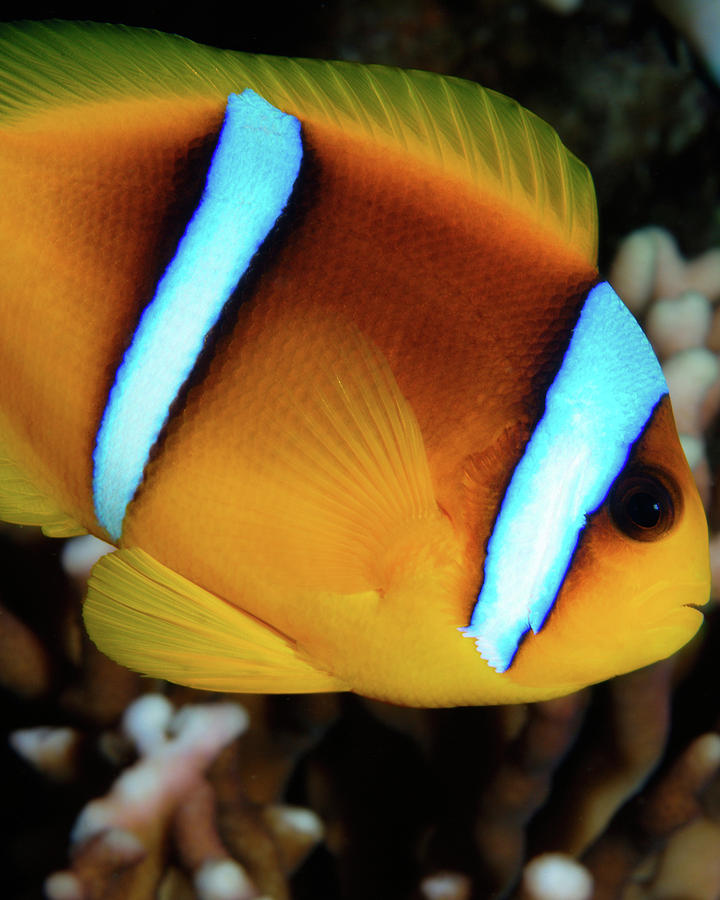 Red Sea Clownfish, Eilat, Israel 4 Photograph by Pauline Walsh Jacobson