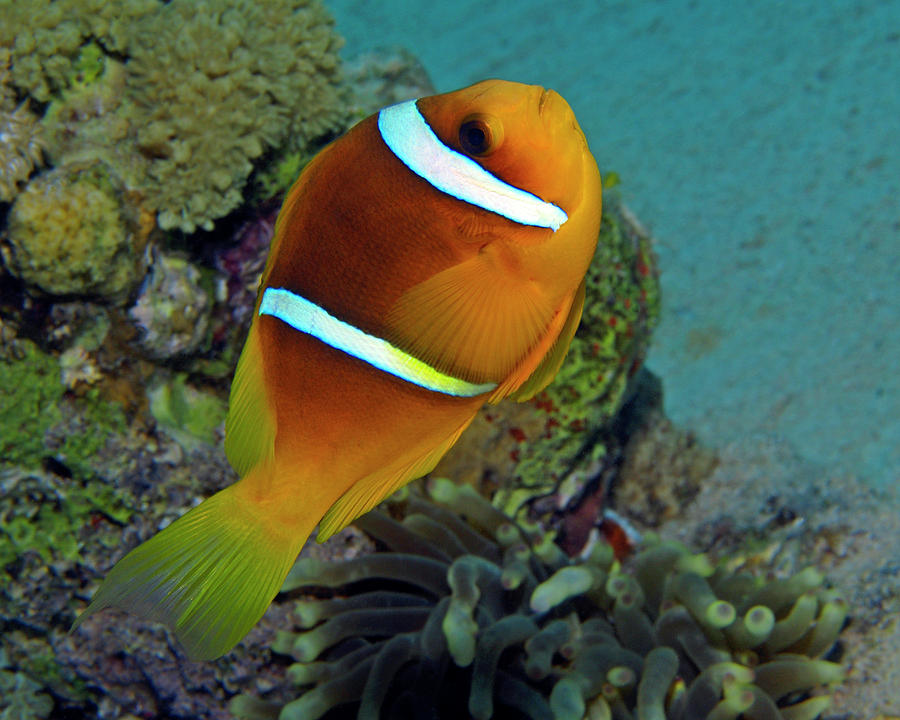 Red Sea Clownfish, Eilat, Israel 5 Photograph by Pauline Walsh Jacobson