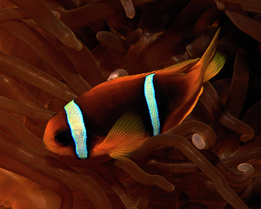 Red Sea Clownfish, Eilat, Israel 7 Photograph by Pauline Walsh Jacobson
