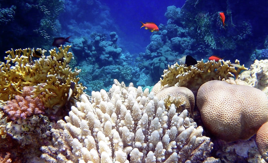 Red Sea Coral World Photograph by Johanna Hurmerinta