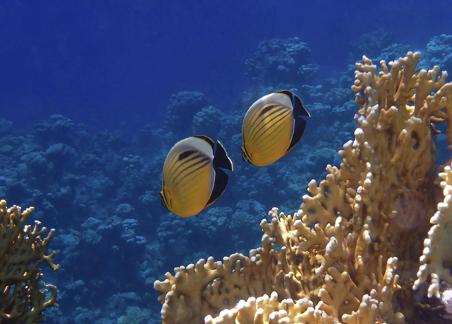 Red Sea Exquisite Butterflyfish 2 Photograph by Johanna Hurmerinta