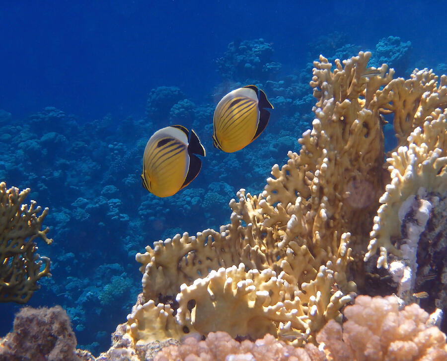 Nature Photograph - Red Sea Exquisite Butterflyfish  by Johanna Hurmerinta