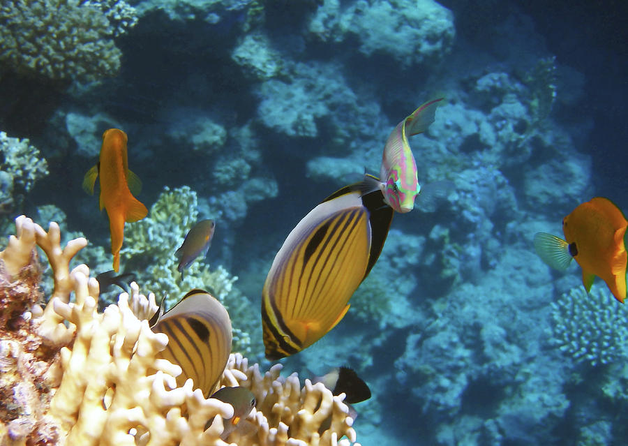 Sea Photograph - Red Sea Magical World by Johanna Hurmerinta Sea Photograph - Red Sea Magical World by Johanna Hurmerinta
