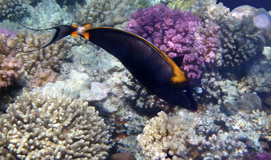 Red Sea Orangespine Unicornfish Photograph by Johanna Hurmerinta