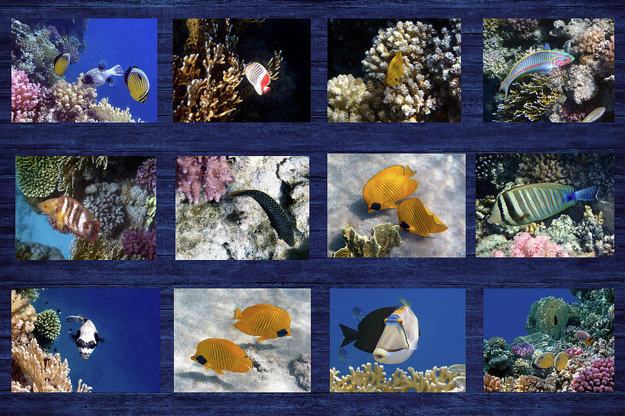 Red Sea Sealife Collage Photograph by Johanna Hurmerinta