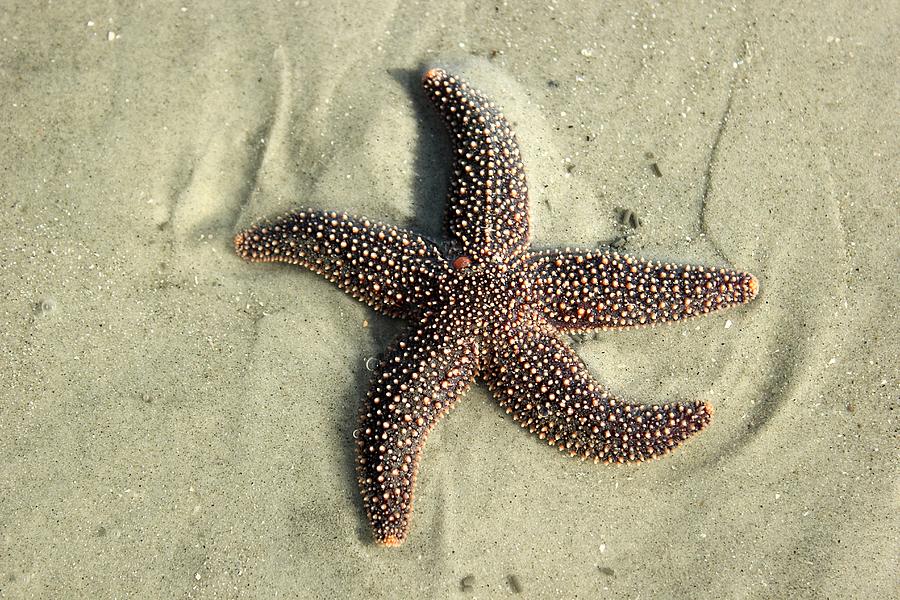 Red Sea Star Photograph by Leigh Meredith