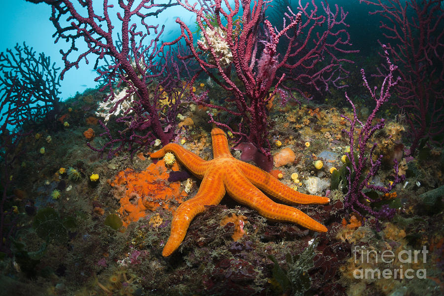 Red Sea Star Photograph by Reinhard Dirscherl