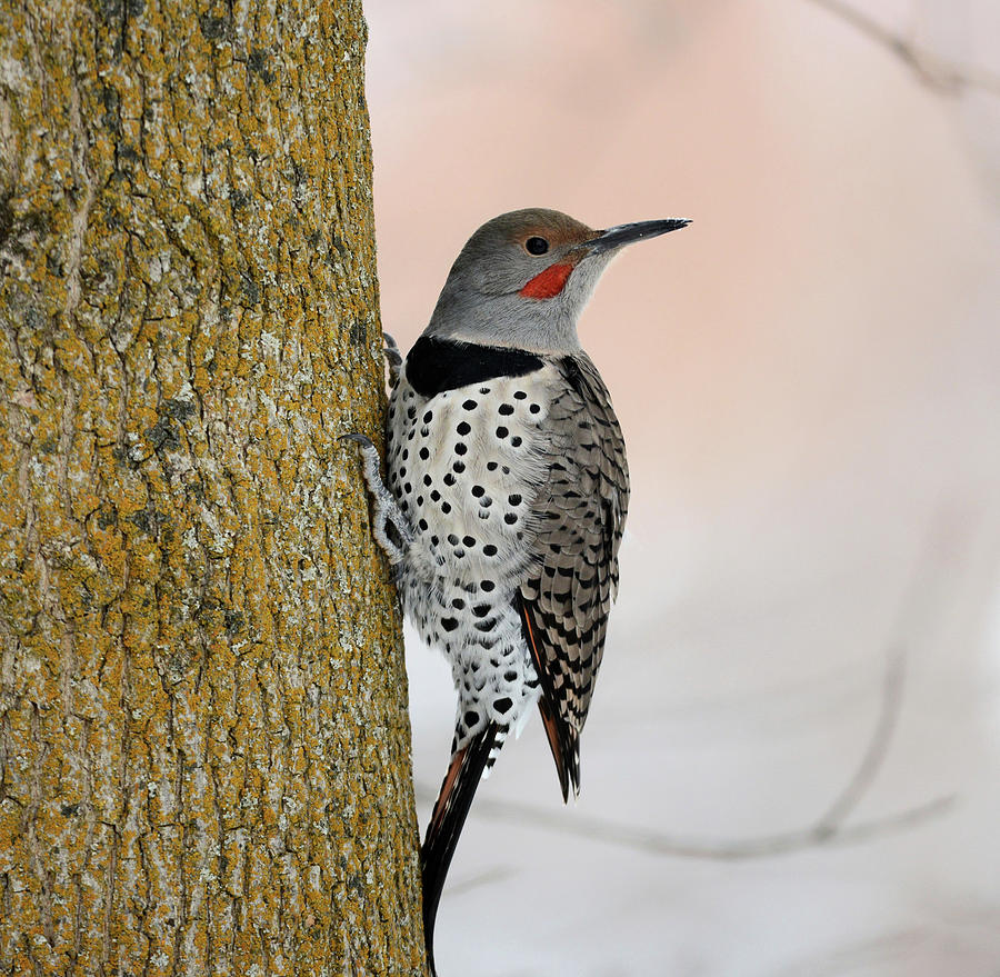 Woodpecker Photograph - Red Shafted Northern Flicker by Whispering Peaks Photography