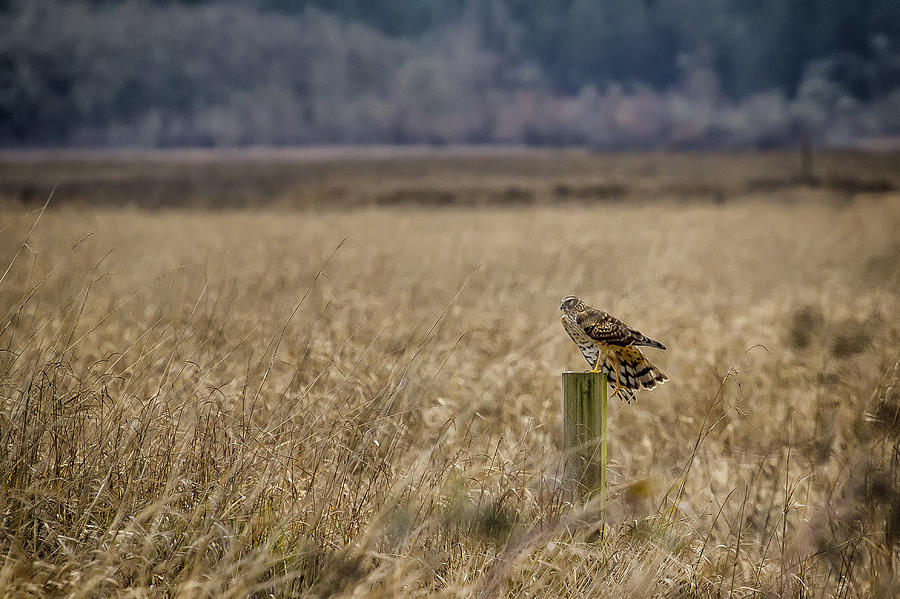 Northern Harrier Extending Its Leg Photograph by Belinda Greb