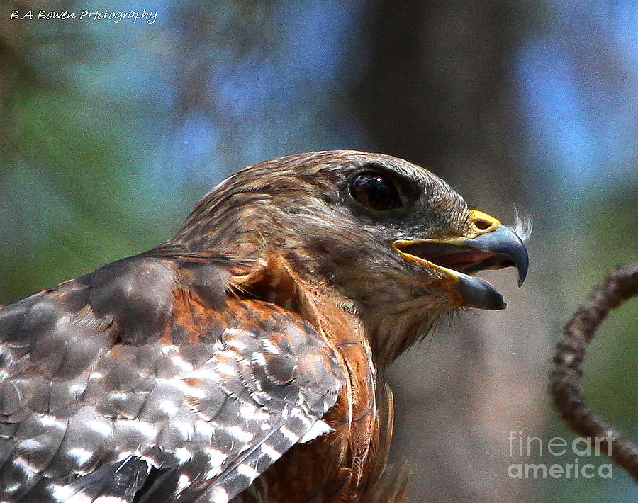 Red Shouldered Hawk - profile Photograph by Barbara Bowen