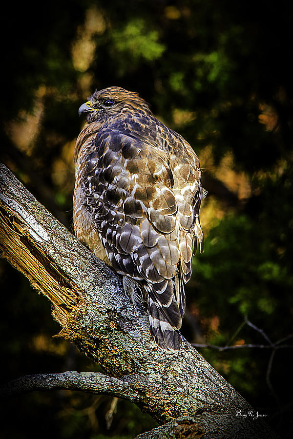 Red-Shouldered Hawk 2 Photograph by Barry Jones