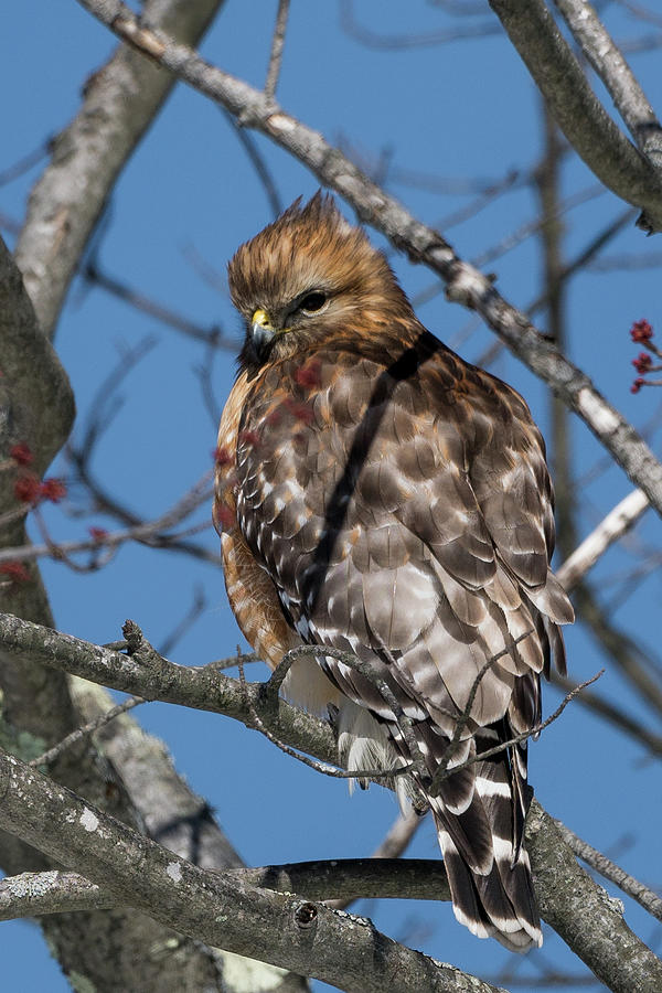 Red Shouldered Hawk 2017 Photograph by Bill Wakeley