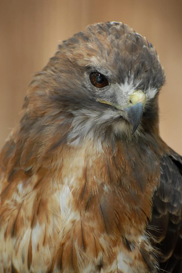 Red Shouldered Hawk 362 Photograph by Joyce StJames