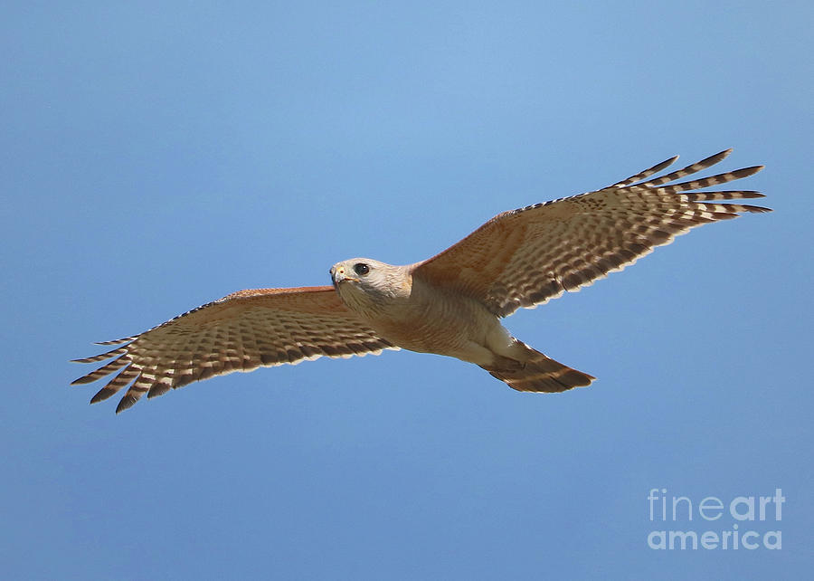 Red-Shouldered Hawk Against Blue Sky Photograph by Carol Groenen