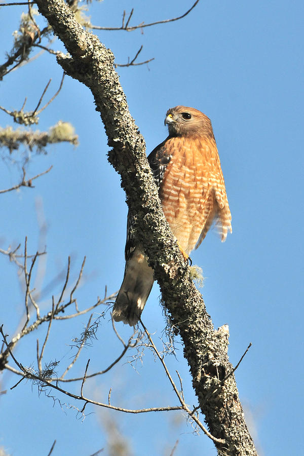Red Shouldered HawK Photograph by Alan Lenk