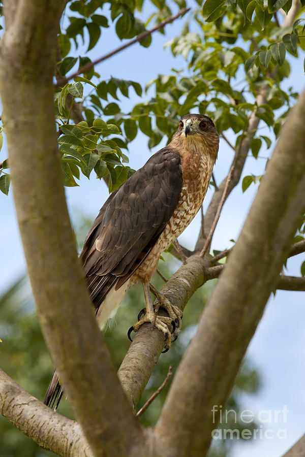 Red-shouldered Hawk Photograph by Anthony Totah