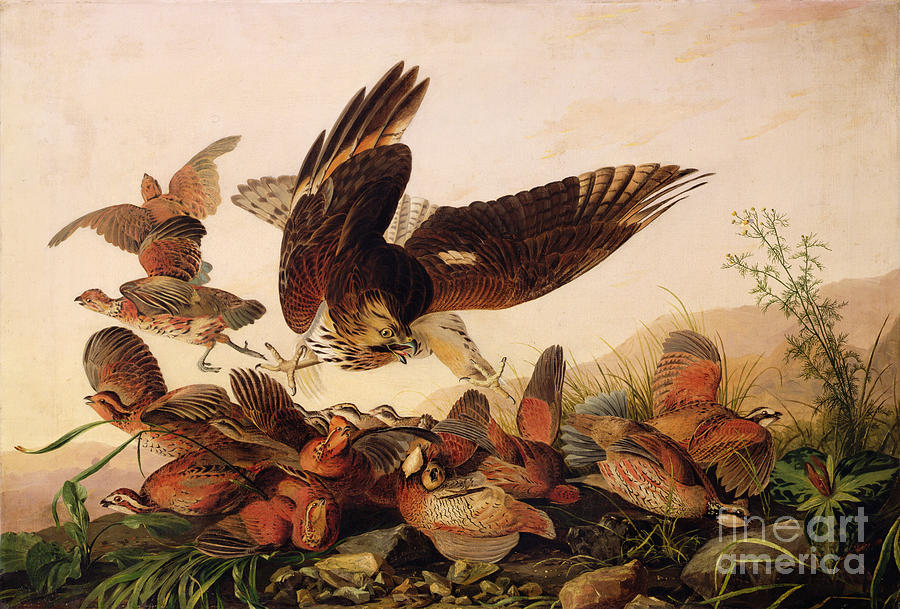 Red Shouldered Hawk Attacking Bobwhite Partridge Painting by John James Audubon