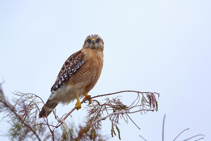 Everglades National Park Photograph - Red-shouldered Hawk by Brian Knott Photography