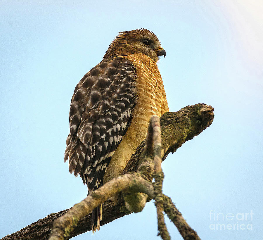 Red-Shouldered Hawk - Buteo Lineatus Photograph by DB Hayes