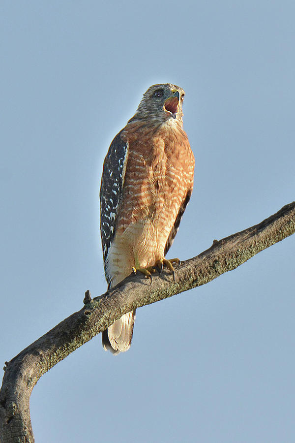 Red-shouldered Hawk Call Photograph by Alan Lenk