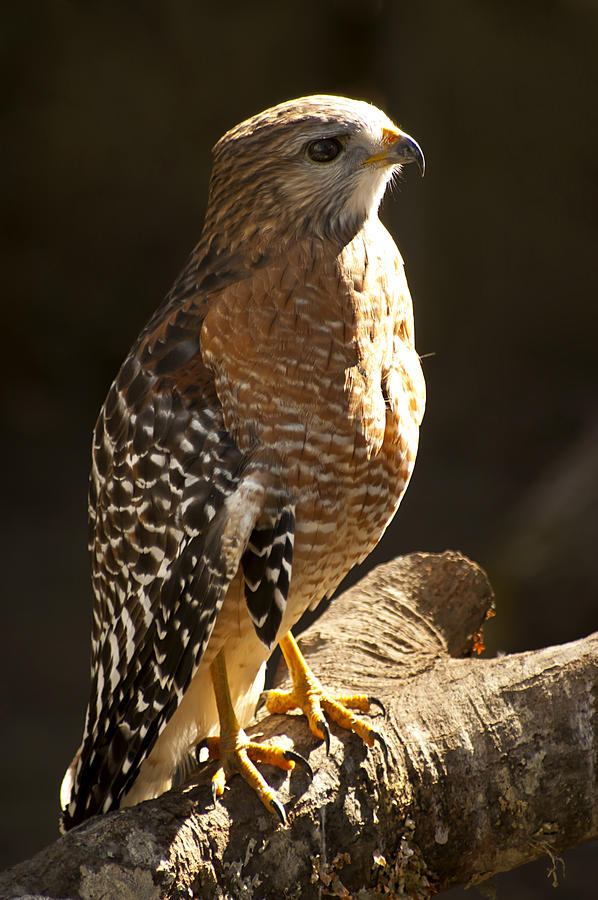 Hawk Photograph - Red-Shouldered Hawk by Carolyn Marshall